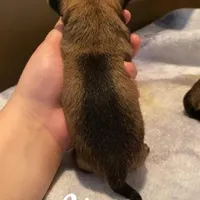 Ying , a male Chihuahua for sale in McDade, TX – Photo 4 of 4