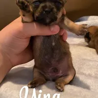 Ying , a male Chihuahua for sale in McDade, TX – Photo 3 of 4