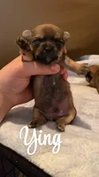 Ying , a female Chihuahua for sale in McDade, TX – Photo 1 of 2
