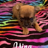 Ying , a male Chihuahua for sale in McDade, TX – Photo 1 of 4