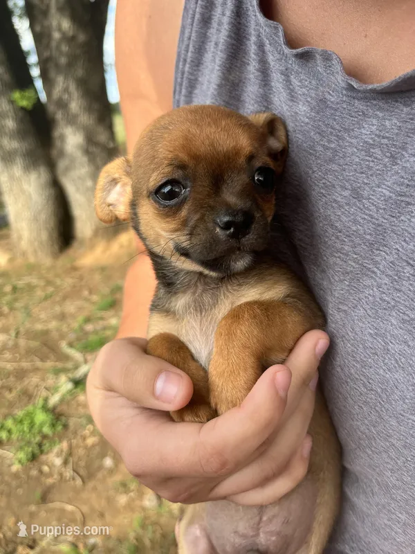 Ying  – Chihuahua puppy for sale in McDade, TX