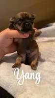 Yang, a female Chihuahua for sale in McDade, TX – Photo 1 of 2