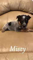 Misty, a female Australian Cattle Dog for sale in McDade, TX – 2 of 7