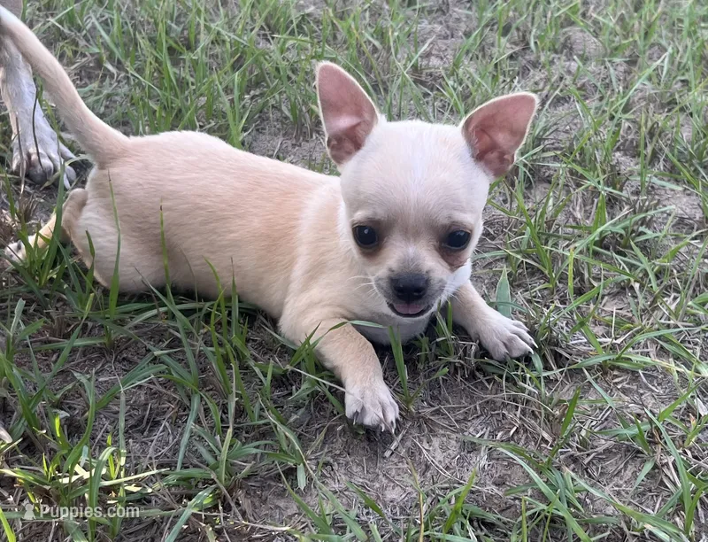 Marshmallow – Chihuahua puppy for sale in McDade, TX