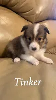 Tinker, a female Shetland Sheepdog for sale in McDade, TX – 3 of 7