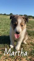 Martha, a female Shetland Sheepdog for sale in McDade, TX – 7 of 10