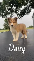 Daisy, a female Shetland Sheepdog for sale in McDade, TX – 2 of 10