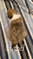 Hazel, a female Shetland Sheepdog for sale in McDade, TX – 3 of 3