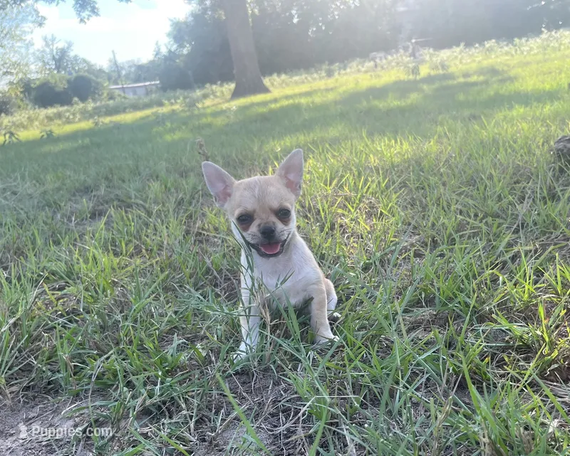 Trippy – Chihuahua puppy for sale in McDade, TX