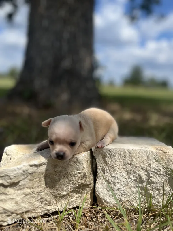 Marshmallow – Chihuahua puppy for sale in McDade, TX