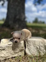 Marshmallow, a male Chihuahua for sale in McDade, TX – 1 of 4