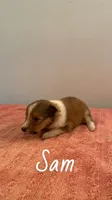 Sam, a male Shetland Sheepdog for sale in McDade, TX – 2 of 2