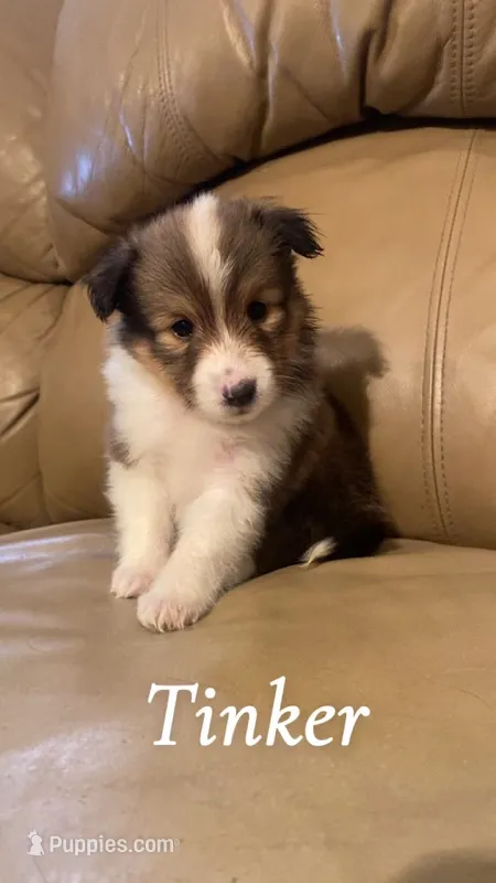Tinker – Shetland Sheepdog puppy for sale in McDade, TX
