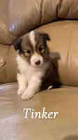 Tinker, a female Shetland Sheepdog for sale in McDade, TX – 1 of 7