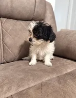 Oreo , a female Mal Shi for sale in Fort Lauderdale, FL – 3 of 4