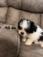 Pixie , a female Poodle - Toy  and Mal Shi for sale in Fort Lauderdale, FL – 2 of 4