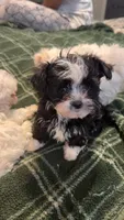 Fluffy , a female Maltipoo and Shih Tzu for sale in Fort Lauderdale, FL – Photo 5 of 7