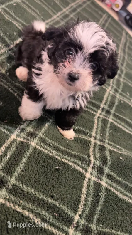 Fluffy  – Maltipoo, Shih Tzu puppy for sale in Fort Lauderdale, FL