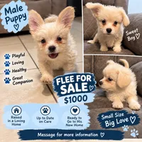 Milk , a male Mal Shi for sale in Fort Lauderdale, FL – 1 of 4
