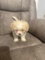 Bunny , a male Maltipoo for sale in Fort Lauderdale, FL – 5 of 5