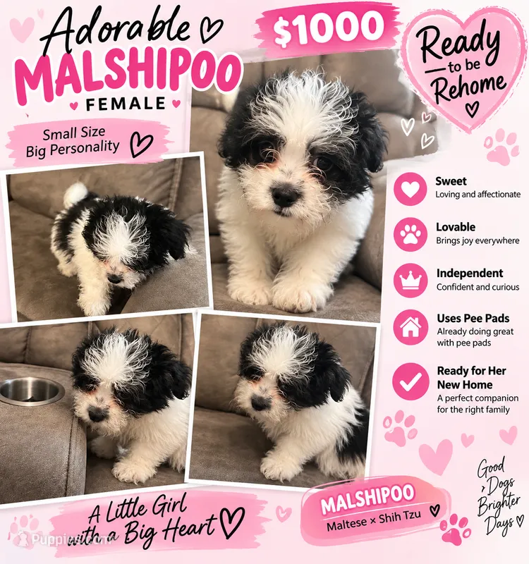 Pixie  – Poodle - Toy , Mal Shi puppy for sale in Fort Lauderdale, FL