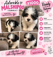 Pixie , a female Poodle - Toy  and Mal Shi for sale in Fort Lauderdale, FL – 1 of 4