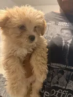 Cookie , a female Maltipoo for sale in Fort Lauderdale, FL – 3 of 3