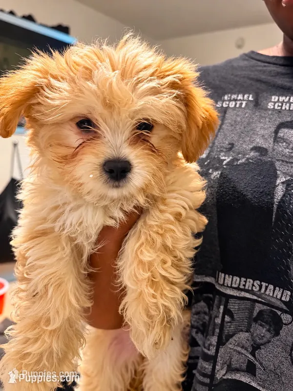 Cookie , a female Maltipoo for sale in Fort Lauderdale, FL – 1 of 3