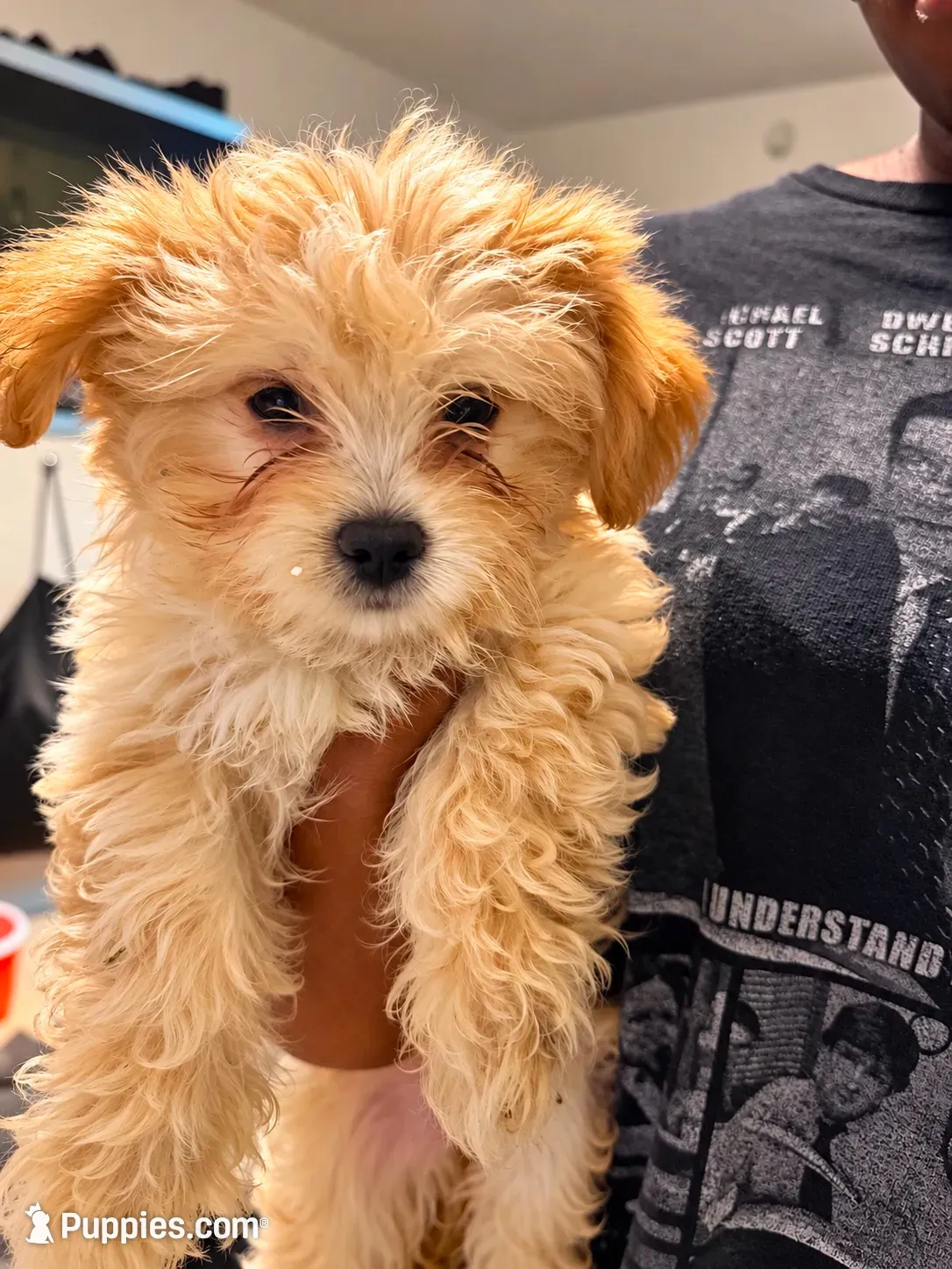 Cookie , a female Maltipoo for sale in Fort Lauderdale, FL – 1 of 3