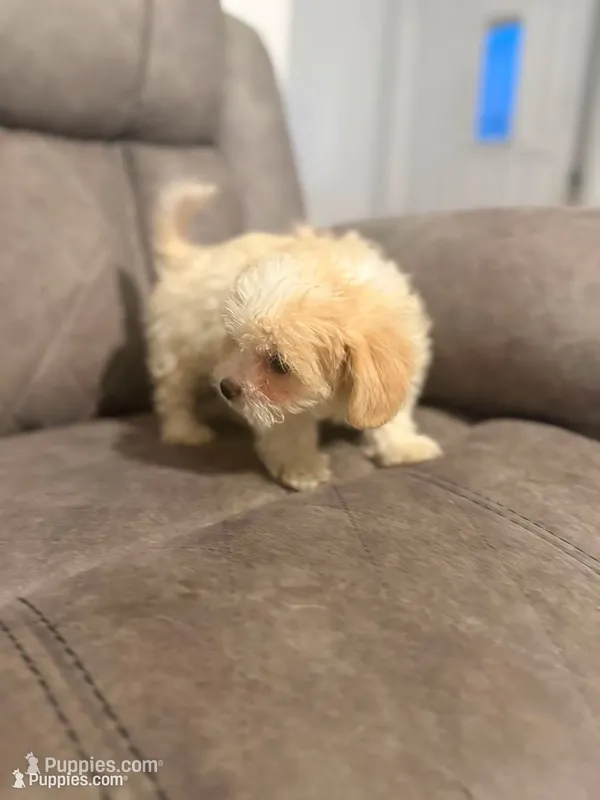 Bunny , a male Maltipoo for sale in Fort Lauderdale, FL – 1 of 5
