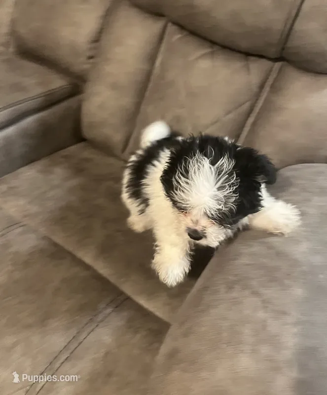 Oreo , a female Mal Shi for sale in Fort Lauderdale, FL – 1 of 4