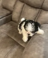 Oreo , a female Mal Shi for sale in Fort Lauderdale, FL – 1 of 4