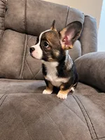 Frenchiau, a male French Bulldog and Maltese for sale in Fort Lauderdale, FL – 2 of 4