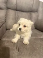 Dixie , a female Maltipoo for sale in Fort Lauderdale, FL – 2 of 4