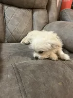 Wynter , a female Maltipoo for sale in Fort Lauderdale, FL – 3 of 3
