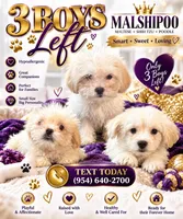 Dixie , a female Maltipoo for sale in Fort Lauderdale, FL – 4 of 4