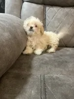 Brownie , a female Maltipoo for sale in Fort Lauderdale, FL – 4 of 4