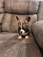 Frenchiau, a male French Bulldog and Maltese for sale in Fort Lauderdale, FL – 4 of 4