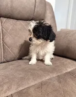 Oreo , a female Mal Shi for sale in Fort Lauderdale, FL – 2 of 4