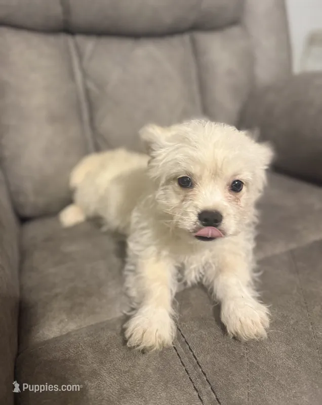 Wynter , a female Maltipoo for sale in Fort Lauderdale, FL – 1 of 3