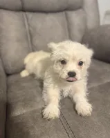 Wynter , a female Maltipoo for sale in Fort Lauderdale, FL – 1 of 3