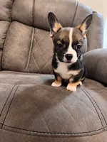 Frenchiau, a male French Bulldog and Maltese for sale in Fort Lauderdale, FL – 3 of 4