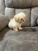 Brownie , a female Maltipoo for sale in Fort Lauderdale, FL – 2 of 4