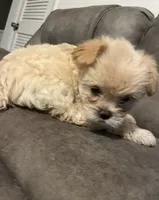 Brownie , a female Maltipoo for sale in Fort Lauderdale, FL – 3 of 4