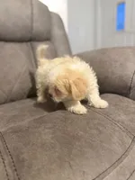 Bunny , a male Maltipoo for sale in Fort Lauderdale, FL – 2 of 5