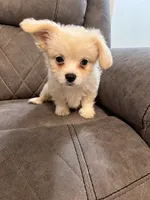 Milk , a male Mal Shi for sale in Fort Lauderdale, FL – 3 of 4