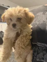 Cookie , a female Maltipoo for sale in Fort Lauderdale, FL – 2 of 3
