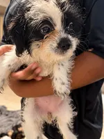 Oreo , a female Mal Shi for sale in Fort Lauderdale, FL – 4 of 4