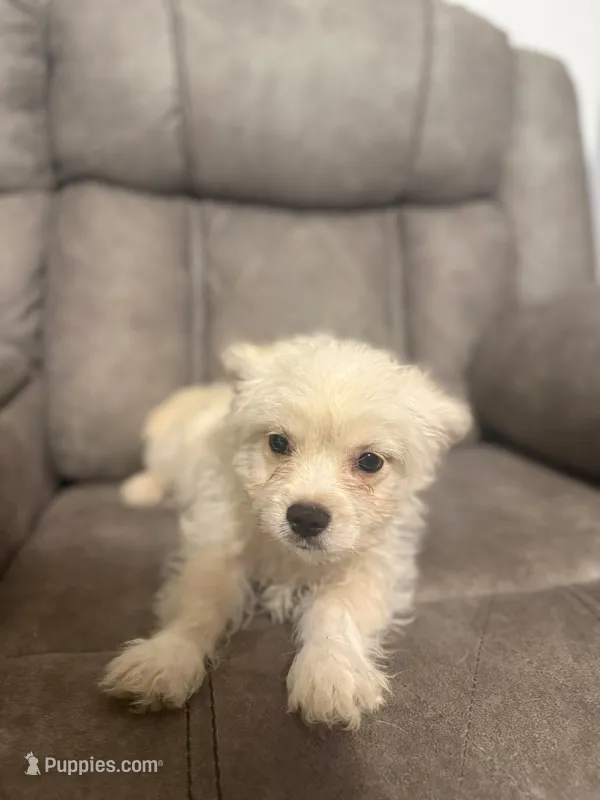 Dixie , a female Maltipoo for sale in Fort Lauderdale, FL – 1 of 4