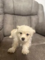 Dixie , a female Maltipoo for sale in Fort Lauderdale, FL – 1 of 4
